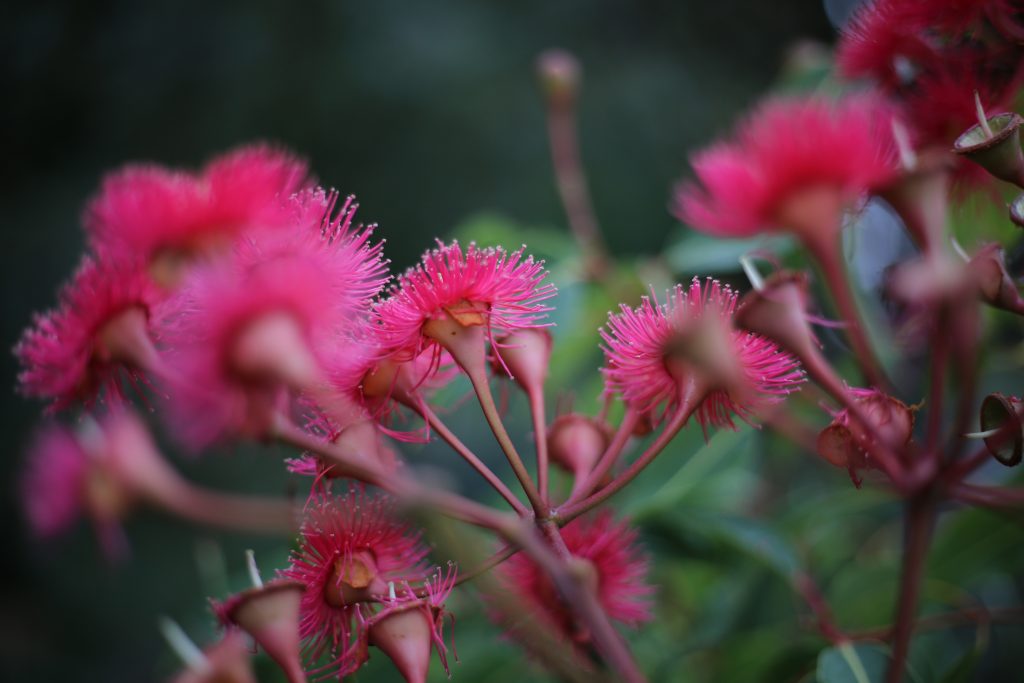 flowering gum