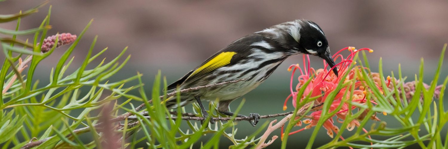 Closeup of New Holland Honeyeater bird (Phylidonyris novaehollandiae) feeding on a branch of Grevillea spider flower in Australia