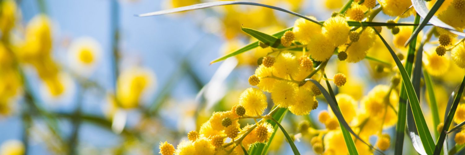 Blossoming of mimosa tree (Acacia pycnantha,  golden wattle) close up in spring, bright yellow flowers, coojong, golden wreath wattle, orange wattle, blue-leafed wattle, acacia saligna