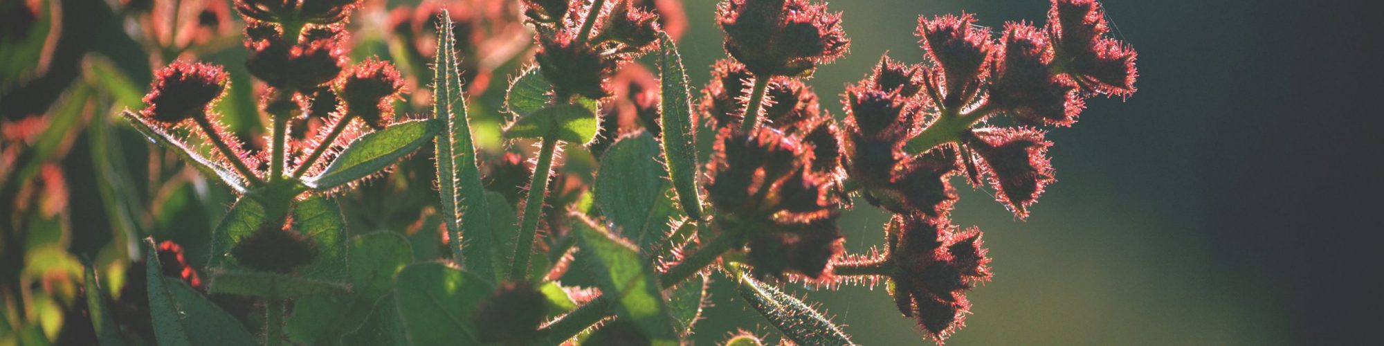 Hairy red flower buds of the Australian native Dwarf Apple tree Angophora hispida backlit by afternoon light in the Royal National Park, NSW, Australia Hairy red flower buds of the Australian native Dwarf Apple tree Angophora hispida backlit by afternoon light in the Royal National Park, NSW, Australia