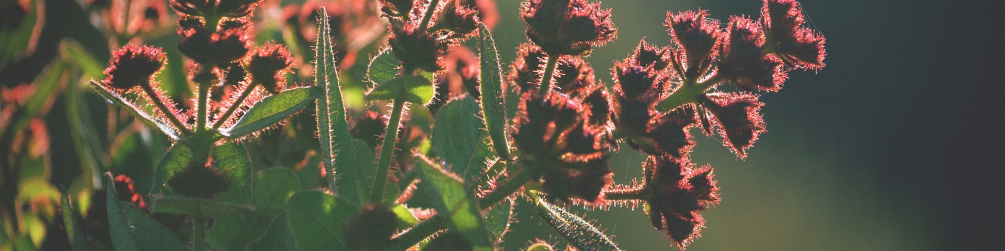 Hairy red flower buds of the Australian native Dwarf Apple tree Angophora hispida backlit by afternoon light in the Royal National Park, NSW, Australia