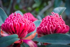 Gorgeus large pink waratahs found in the wild at at Mount Tomah Botanic Garden in the Blue Mountains, New South Wales, Australia. The Waratah is the Floral Emblem of the state of New South Wales.
