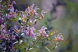 Delicate flowers of the Australian native Grevillea sericea, the pink spider flower, Royal National Park, Sydney, Australia