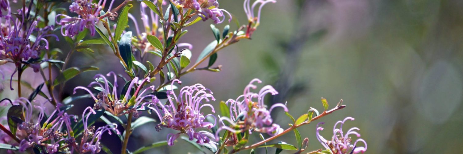 Delicate flowers of the Australian native Grevillea sericea, the pink spider flower, Royal National Park, Sydney, Australia