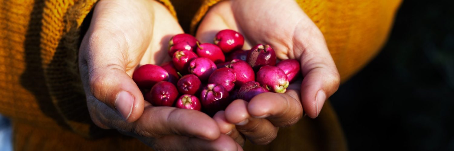 Woman holding native Australian Lilly Pilly fruit