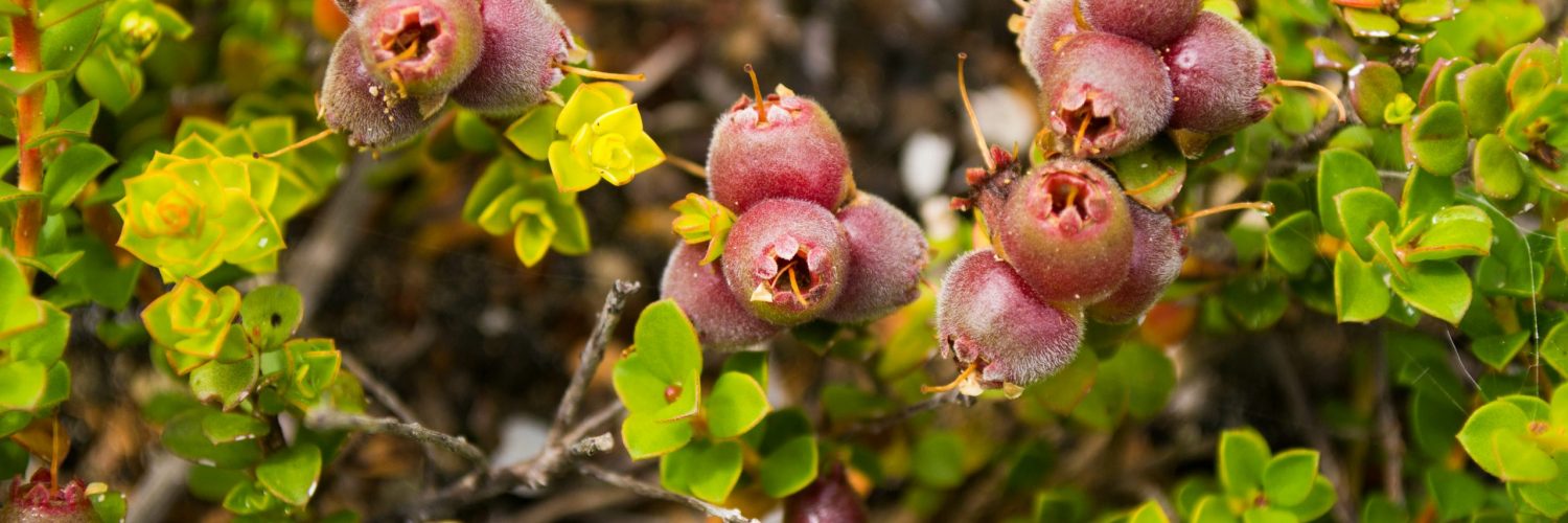 Australian native plant Muntries (Kunzea pomifera) with berries