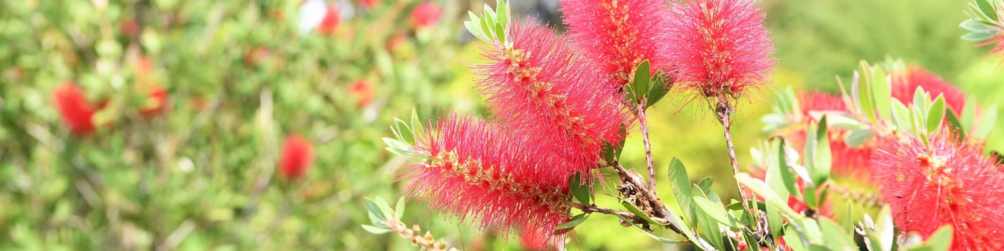 Callistemon rigidus plant with green and red leaves citrius