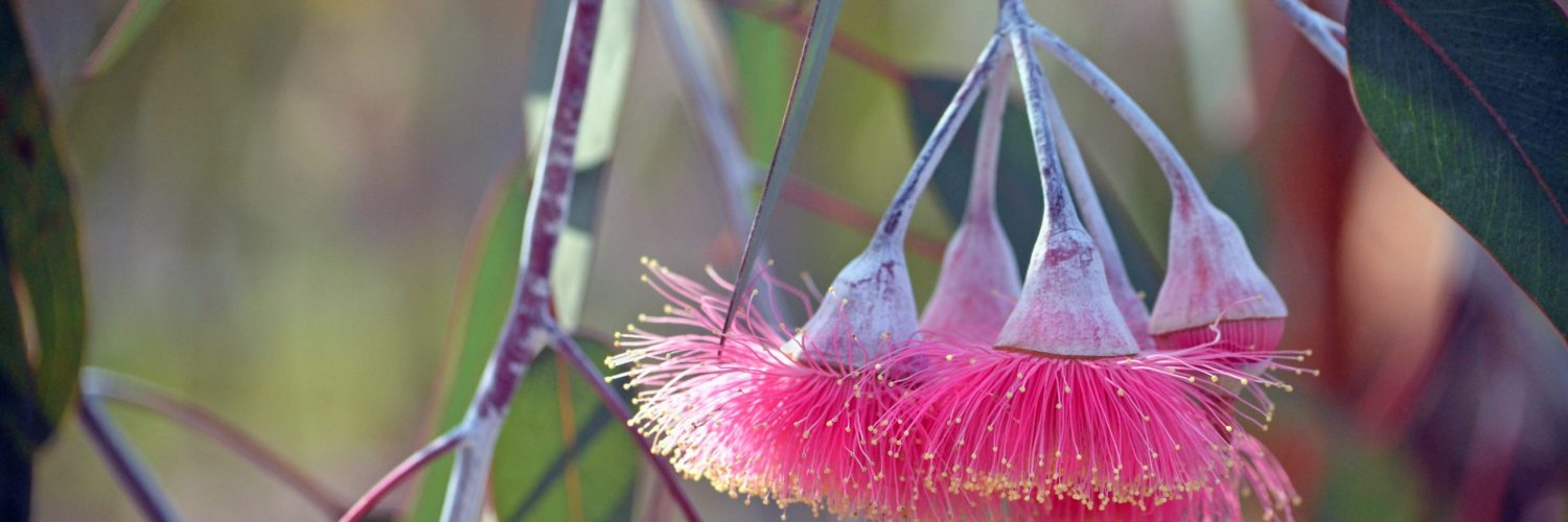 Pink blossoms and grey green leaves of the Australian native mallee tree Eucalyptus caesia, subspecies magna, family Myrtaceae. Common name is Silver Princess. Endemic to south west Western Australia.