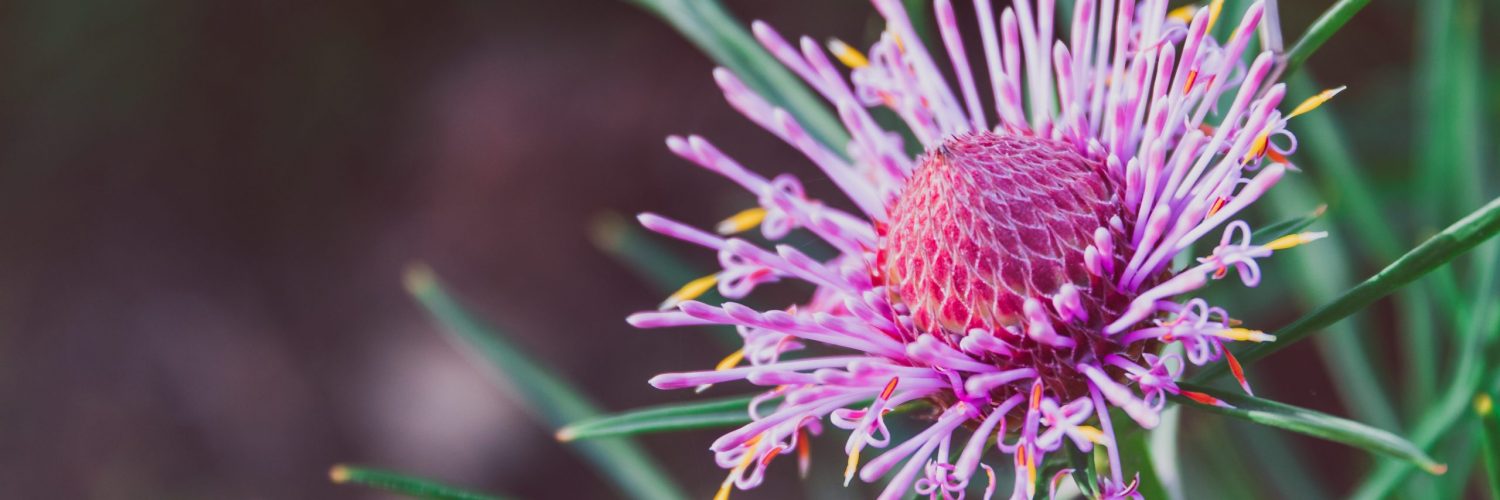 isopogon candy cone native western australian plant with bright pink flowers and yellow tips