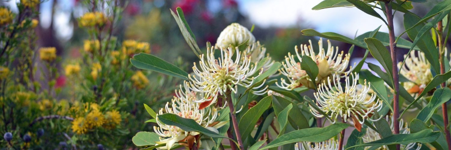 Hardy, drought tolerant water-wise Australian spring garden with white Shady Lady waratahs, Telopea speciosissima, and yellow broad leaf drumstick flowers, Isopogon anemonifolius, under a blue sky