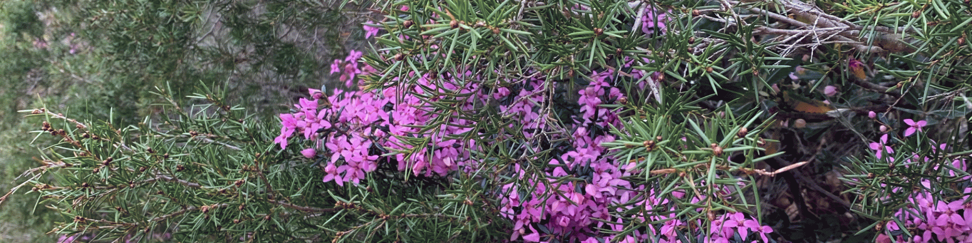 Boronia_ledifolia_RNP