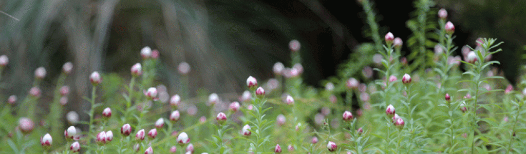 Garden_bed