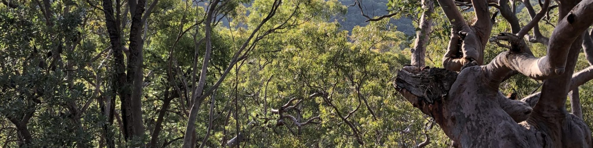 Angophora costata