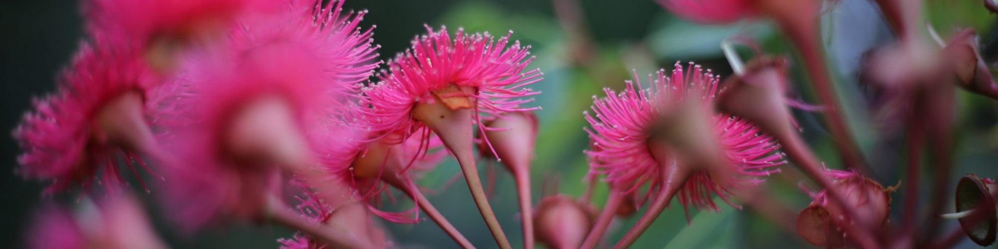 flowering gum